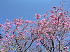 -广东花都湖国家湿地公园