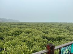 -北海金海湾红树林生态旅游区