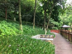 -重庆彩云湖湿地公园