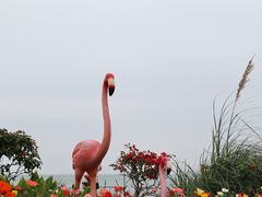 -野狸岛
