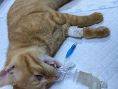 -派特宠物医院(圆融广场店)