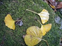 -东天目山风景区