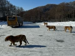 -横道河子东北虎林园