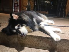 -more than meow吴止猫主题餐厅(承德 中船汇店)