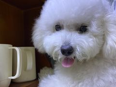 -樱桃家的宠物店(君安花园店)