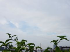 -丹东路渡口(轮渡站)