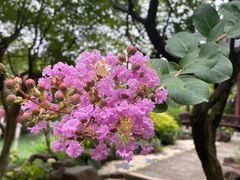 -莘庄公园