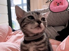 -喵zoo家庭繁育猫舍(尖东智能花园店)