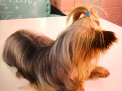 -百好乐宠物友好餐厅(朝外大街店)