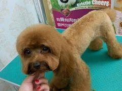 android_upload_pic-小呆的宠物店·宠物售卖·宠物寄养(城西店)