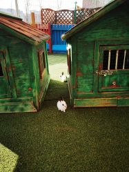 -萌宠亲子动物乐园(槐房万达店)