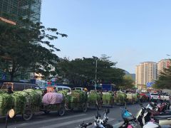 -三亚新鸿港水果一级批发市场