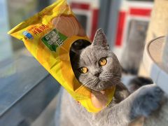 -猫大福·Fortune Cat猫舍(百子湾店)
