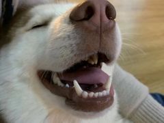 -Husky Go! 哈士奇体验馆·宠物咖啡厅狗咖