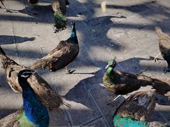 -西双版纳原始森林公园