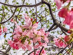 -中国科学院华南植物园