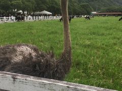 -瑞穗牧场