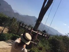 -大树秋千