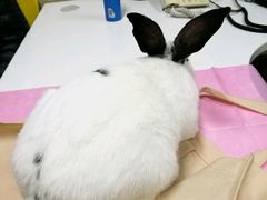 -北京观赏动物医院·24小时大型综合·猫专科·异宠专科