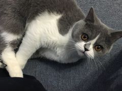 -喵的天空名猫咖啡馆·撸猫·猫舍·用品