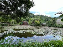 -野象谷景区