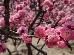 -北京西山国家森林公园