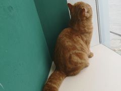 -飞行喵MR PILOT|猫舍·猫咖(静安大融城店)