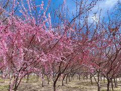 -大兴滨河森林公园