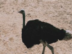 -鄂尔多斯野生动物园