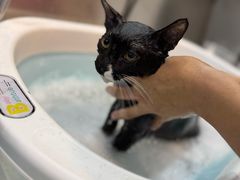 -PETKIT小佩宠物·低压洗护(国顺东路店)