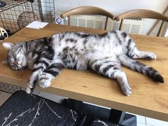 -平行世界·猫咖(首经贸店)