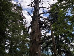 -天目山大树王景区
