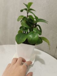 -八佰伴8008星级形象店