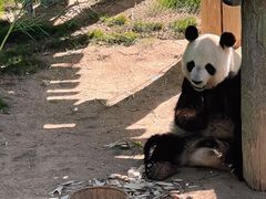 -西霞口神雕山野生动物世界