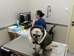 -爱妮康宠物医院·干细胞免疫细胞·肿瘤·心脏(张江店)