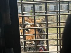 -哈尔滨北方森林动物园