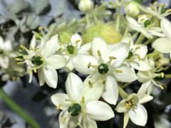 -双季花艺园艺市场(浦东店)