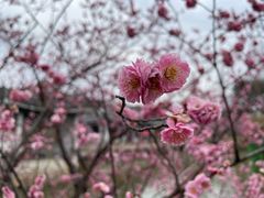 -无锡梅园公园