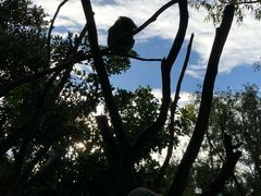 -费瑟代尔野生动物园