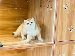 -猫十亿·布偶金渐层·曼基康矮脚猫舍(青年路店)