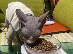 -邢大夫动物医院