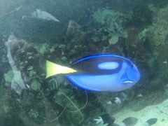 -悉尼海洋生物水族馆
