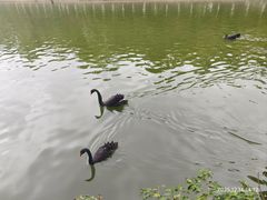 -广东茂名森林公园