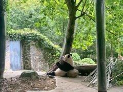 -都江堰中华大熊猫苑