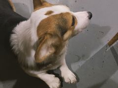 -阿尔法海鲜排档(爱琴海店)