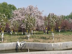 -莲花池公园