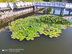 -长白岛森林公园