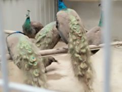 -盛世牡丹苑生态文化旅游区