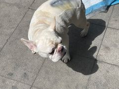 -喜多萌中农锦绣动物医院24H·猫科·牙科MRI·CT