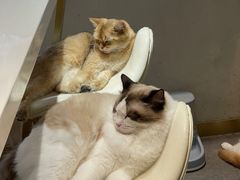 -飞行喵MR PILOT|猫舍·猫咖(静安大融城店)